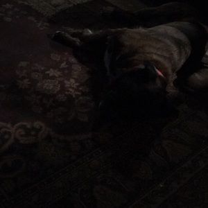 Meet your Posher, Devin